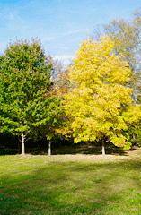 Image of trees